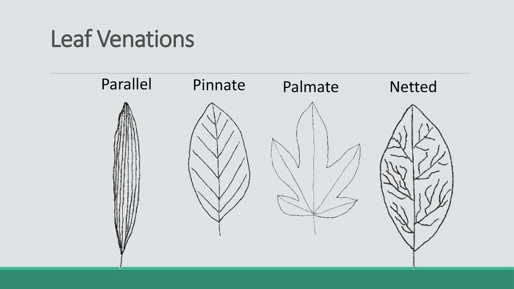 Range Plants -- OBJ 2: PPT Rangeland Principles (REM 151) - ppt download