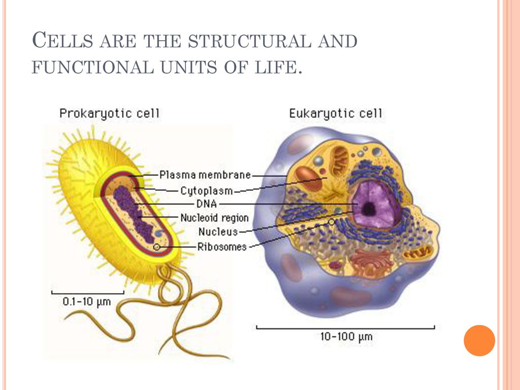 Biology: Exploring Life - Ppt Download