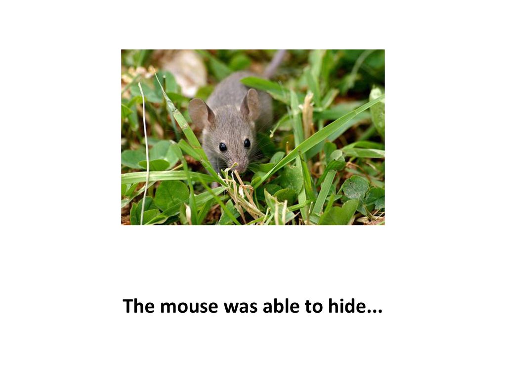 The mouse was able to hide...