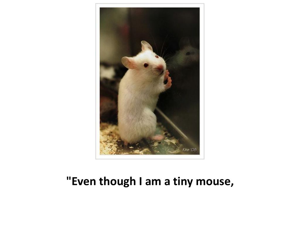 Even though I am a tiny mouse,