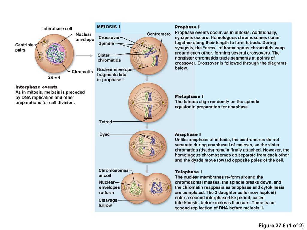 Primary sex organs (gonads) testes and ovaries ppt download