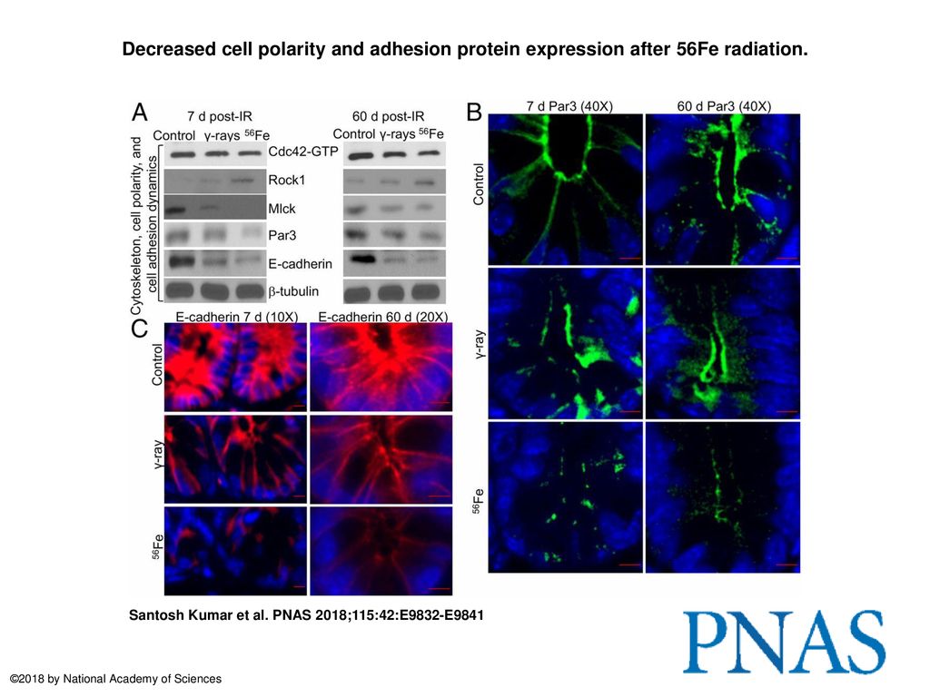 Decreased cell polarity and adhesion protein expression after 56Fe radiation.