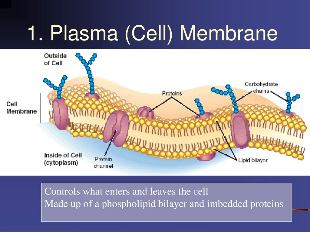 Notes: Cell Basics and Organelles - ppt download