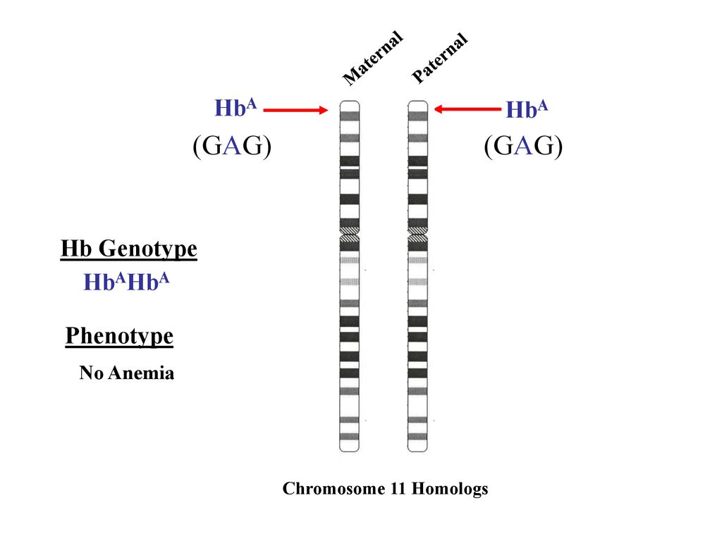 Неактивная x хромосома. HBA structure. Кому принадлежит z хромосома. Genotype meaning simple.