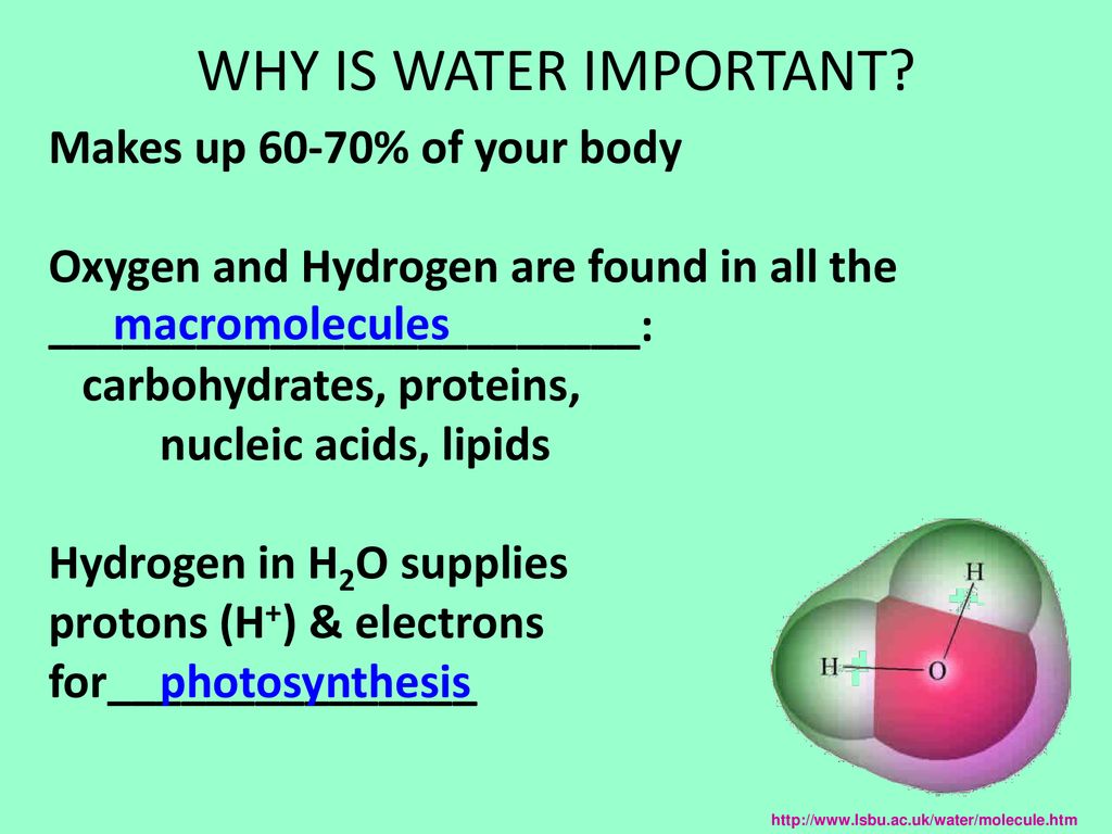 BIOGEOCHEMICAL CYCLES Ppt Download biogeochemical-cycles-ppt-download