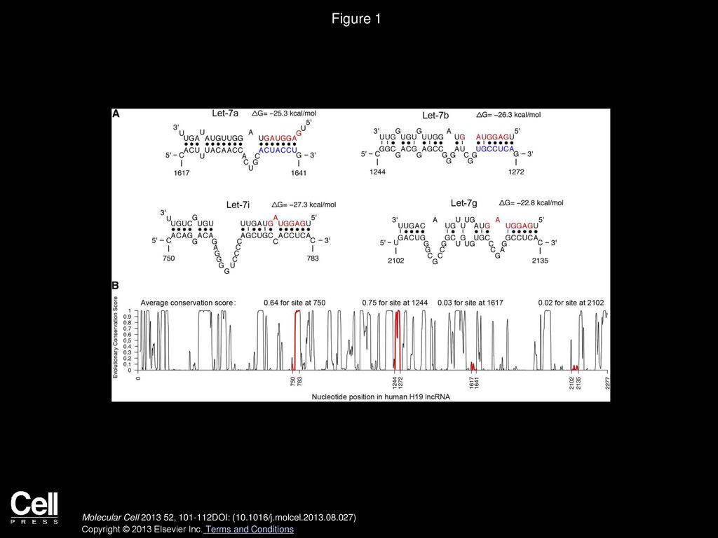 Figure 1 Bioinformatics Predicted Let-7 Binding Sites at Four Distinct Positions in Human H19.