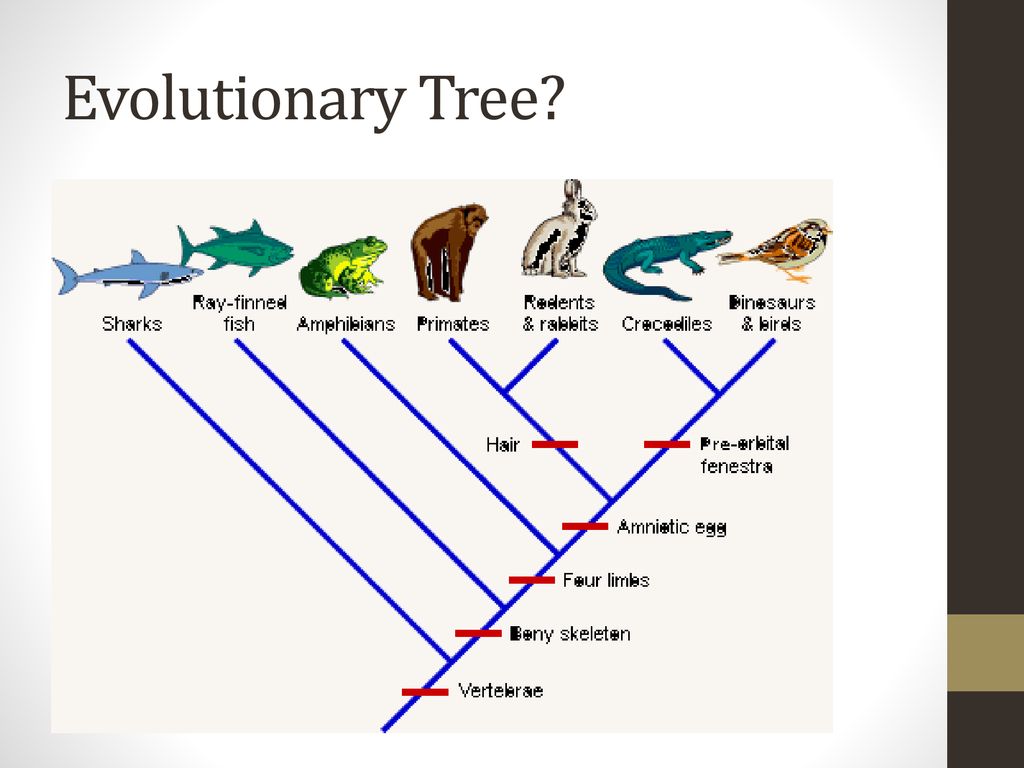 Intro to animals Chapter 12: Invertebrates. - ppt download