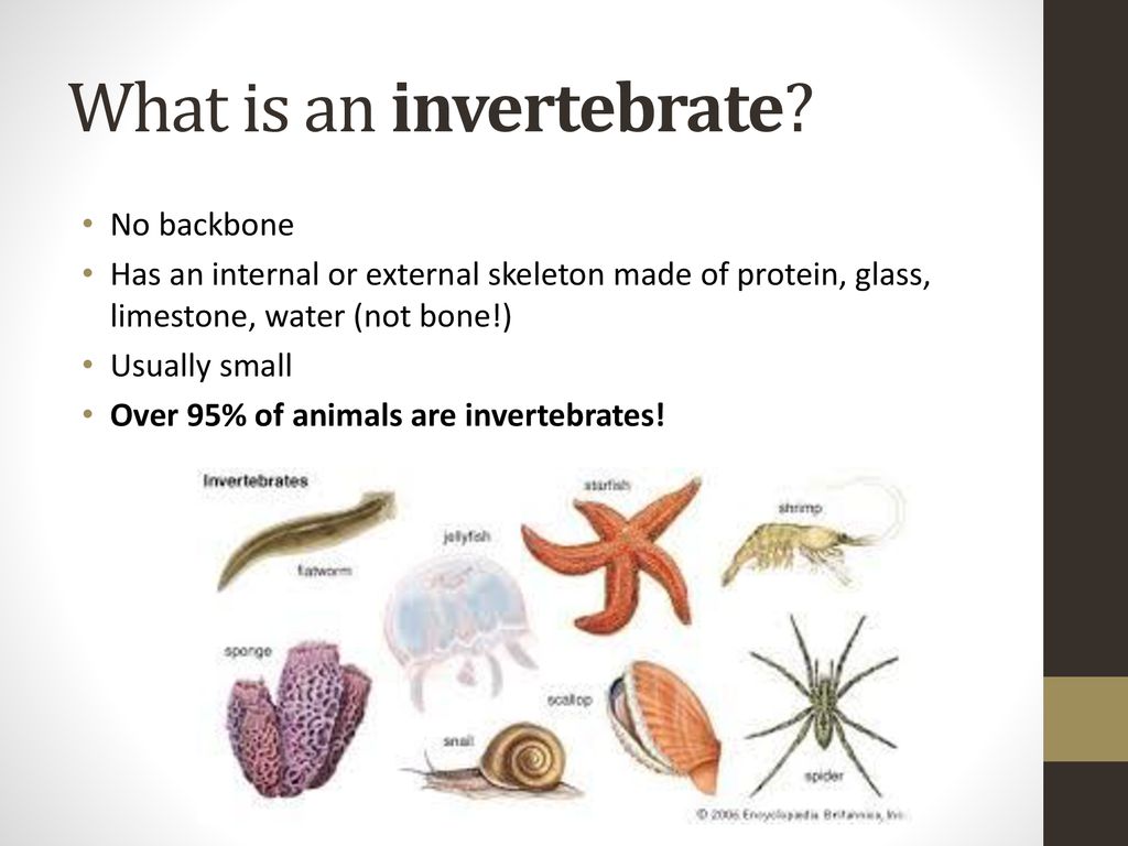 Intro to animals Chapter 12: Invertebrates. - ppt download