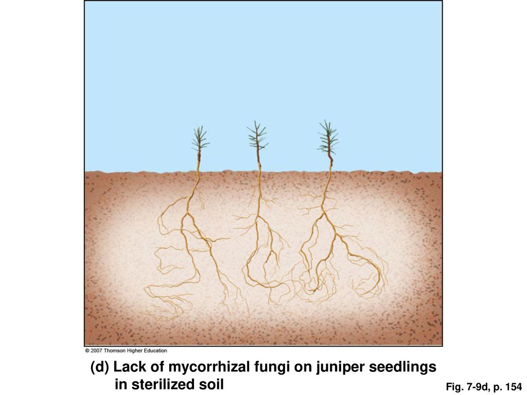(d) Lack of mycorrhizal fungi on juniper seedlings in sterilized soil