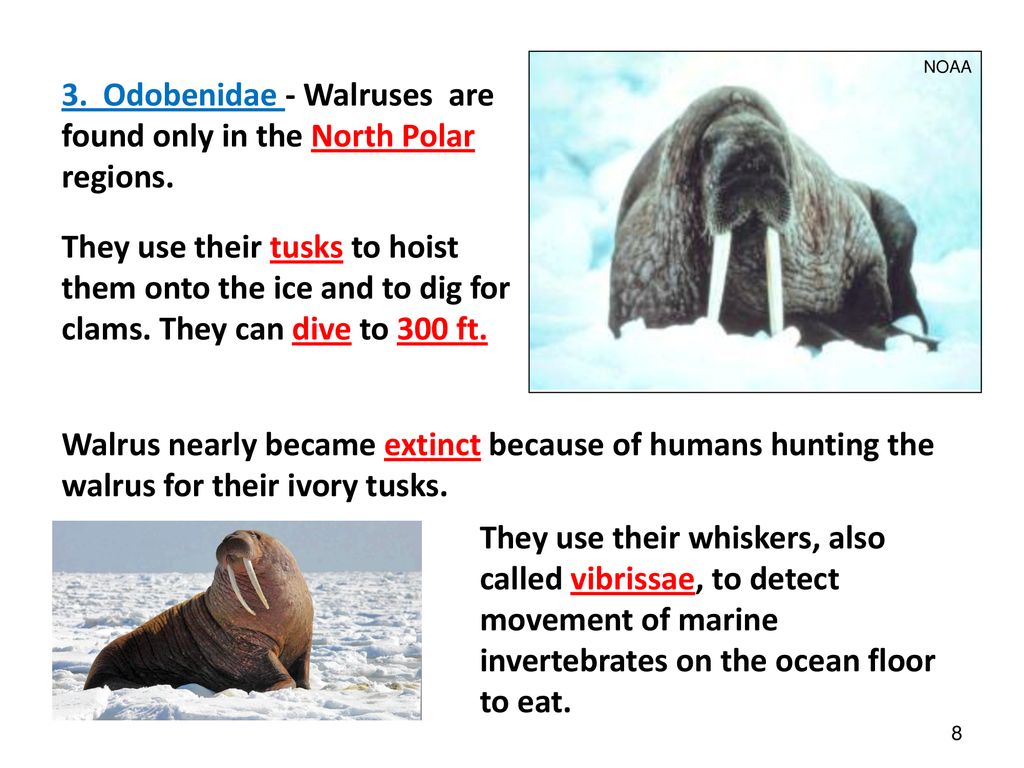 PINNIPEDS. - ppt download