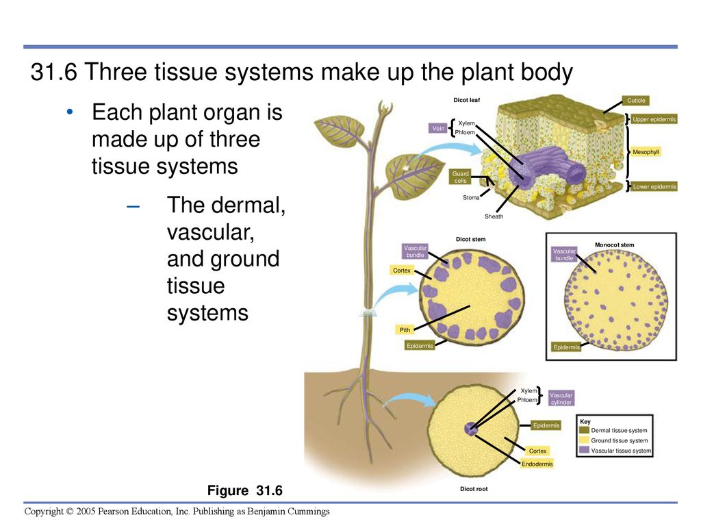 Plant body. Plant Organ System. Plant Tissues. Tissues and Organs in Plants.