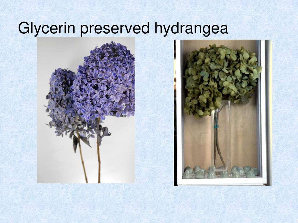Permanent Preserved Botanicals Ppt Download