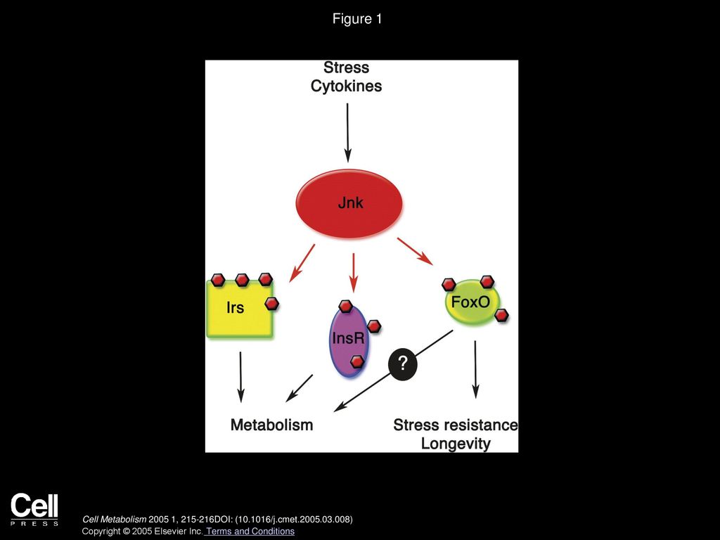 Figure 1 Jnk coordinates stress response and metabolic signaling via FoxO.