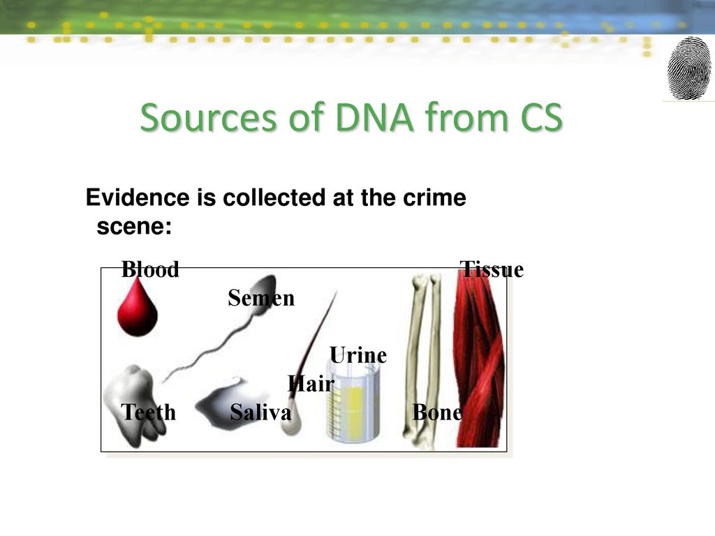 Chapter 7 t trimpe dna analysis chapter 7 t trimpe ppt download