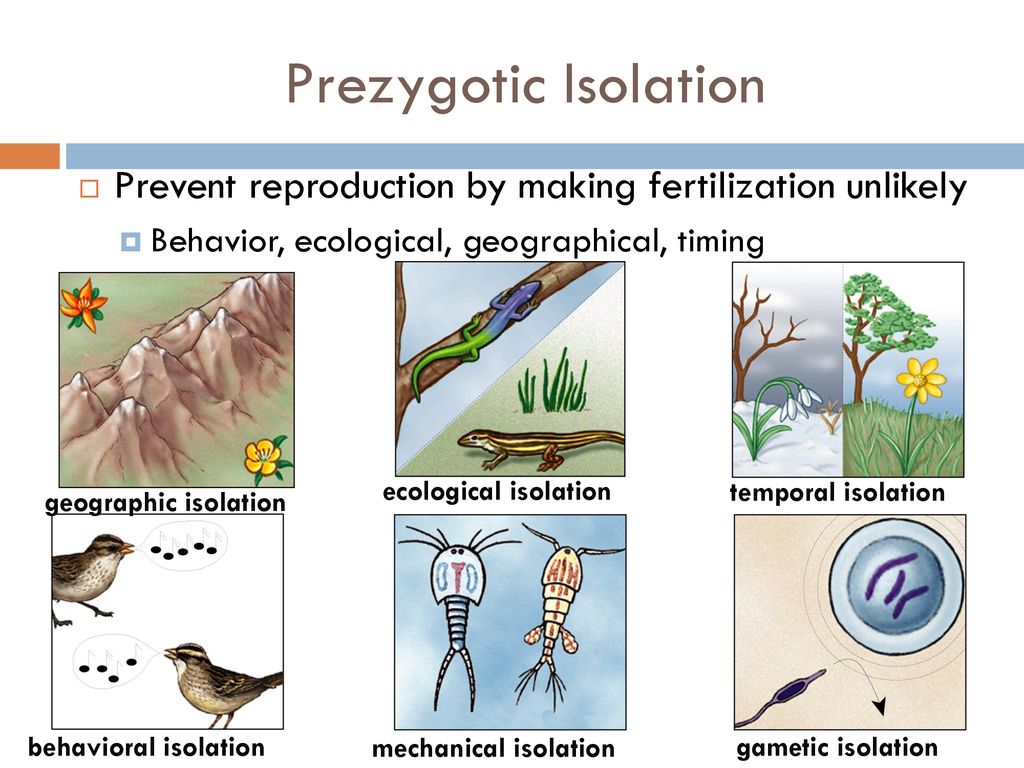 Daily warm up february 25th what do you think defines a species ppt