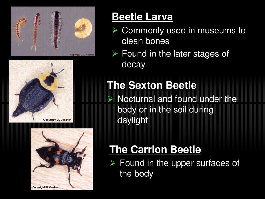 Beetle Larva The Sexton Beetle The Carrion Beetle