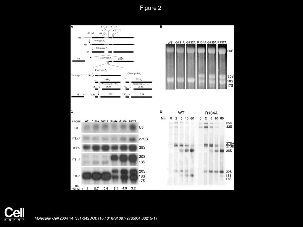 Figure 2 Mutations in Residues in the Carboxy-Terminal Tail of rpS14 Cause 20S Pre-rRNA to Accumulate and Mature 18S rRNA to Be Diminished.