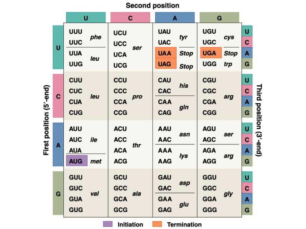 Translating the Genetic Code - ppt download