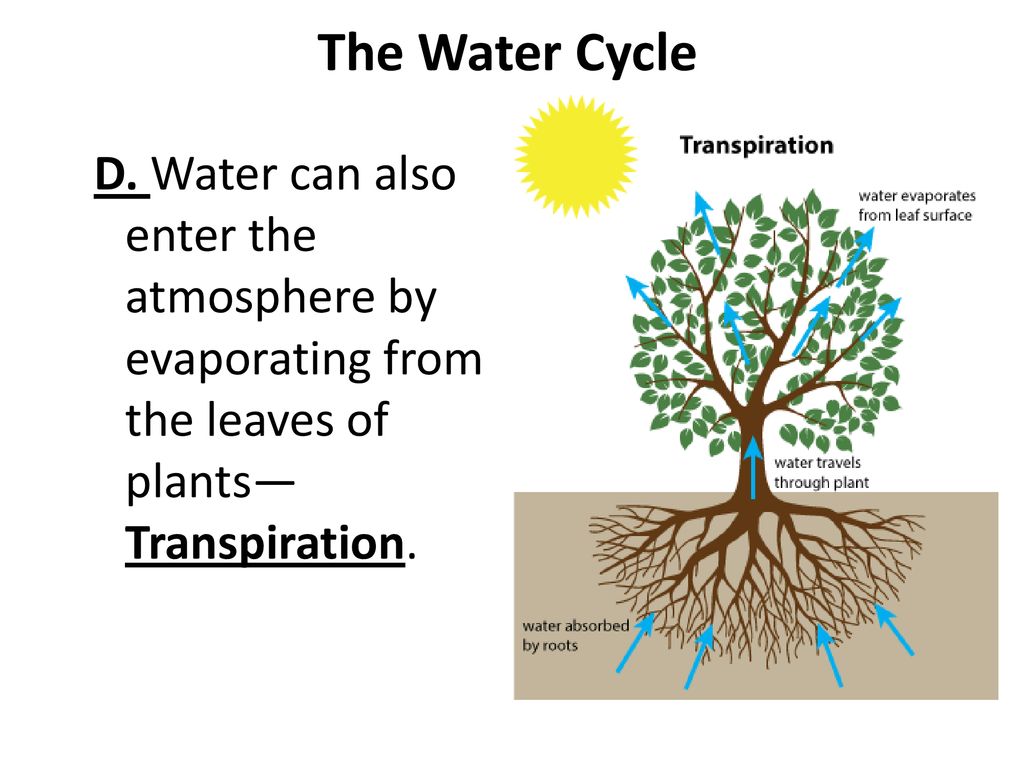 The Water Cycle D.
