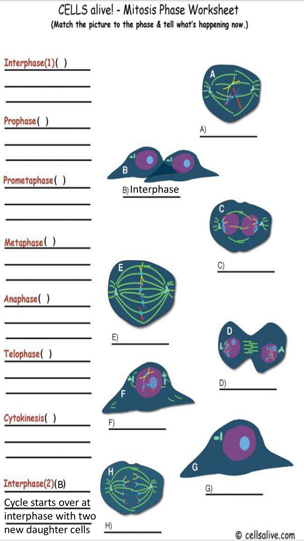 Cells Alive - Mitosis - ppt download In Cells Alive Cell Cycle Worksheet