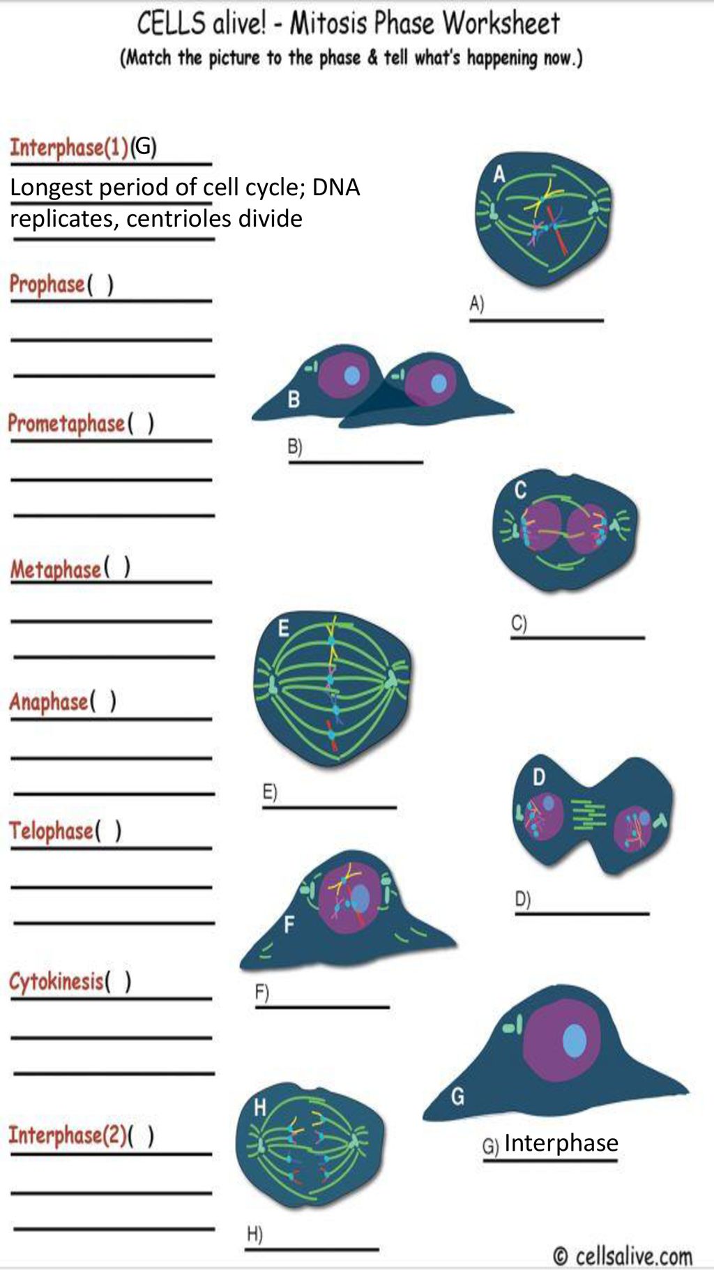 Cells Alive - Mitosis - ppt download Within Cells Alive Worksheet Answer Key