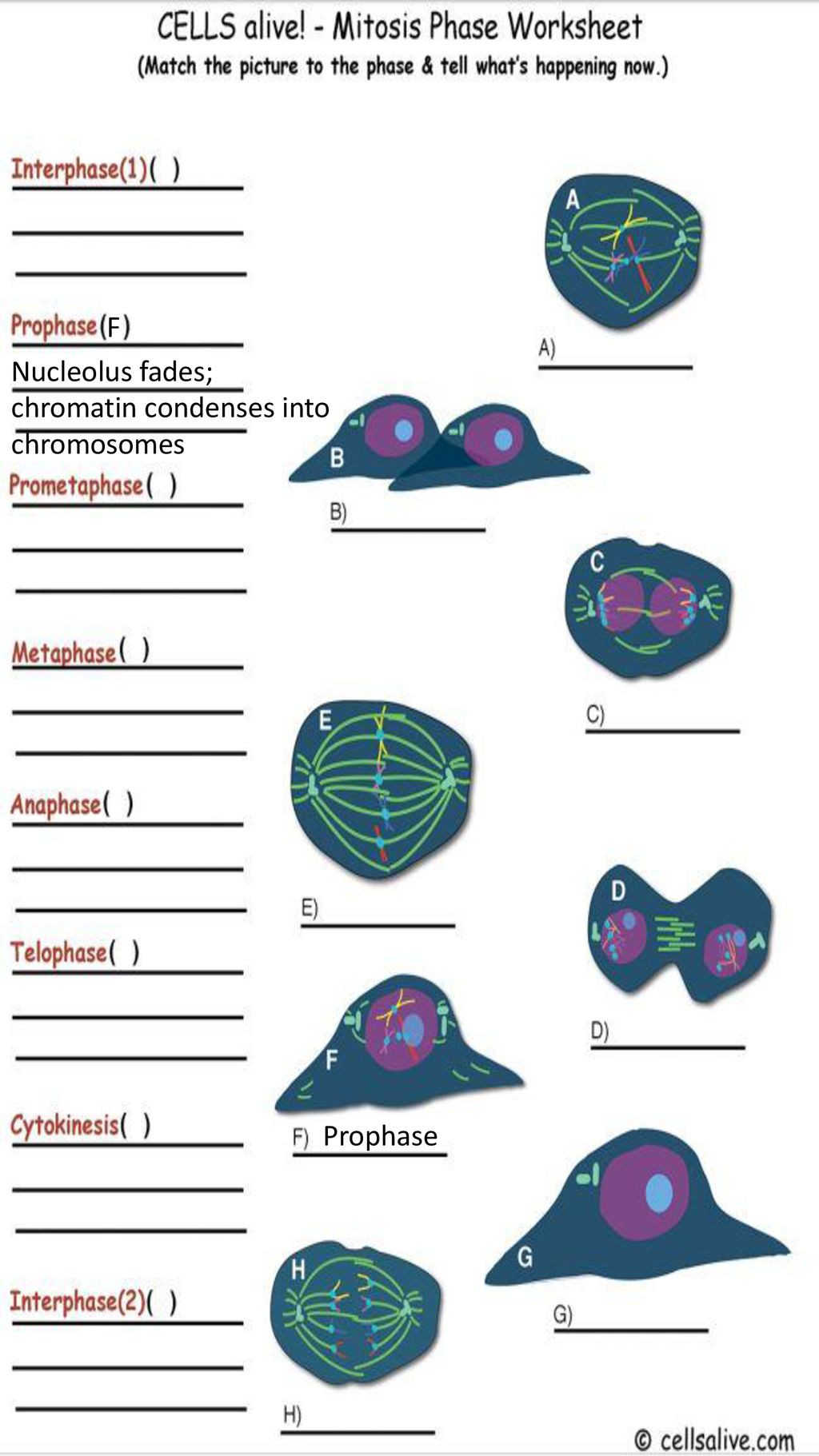 Cells Alive - Mitosis - ppt download Pertaining To Cells Alive Cell Cycle Worksheet
