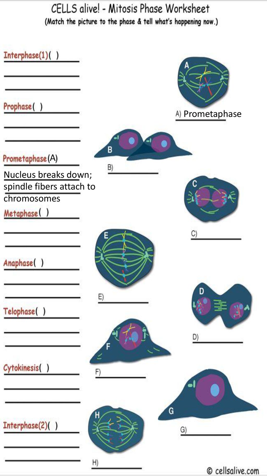 Cells Alive - Mitosis - ppt download Throughout Cells Alive Cell Cycle Worksheet