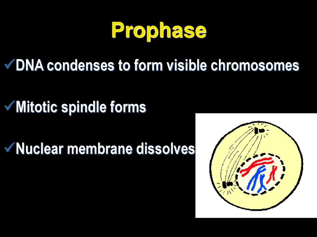 The Cell Cycle What is the cell cycle Biology Diagrams