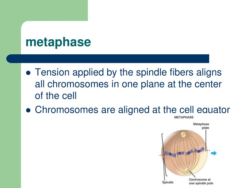 Cell Cycle & Mitosis The Circle of Life. Biology Diagrams