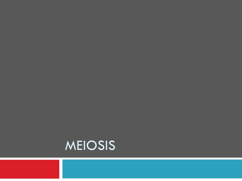 MEIOSIS. - ppt download