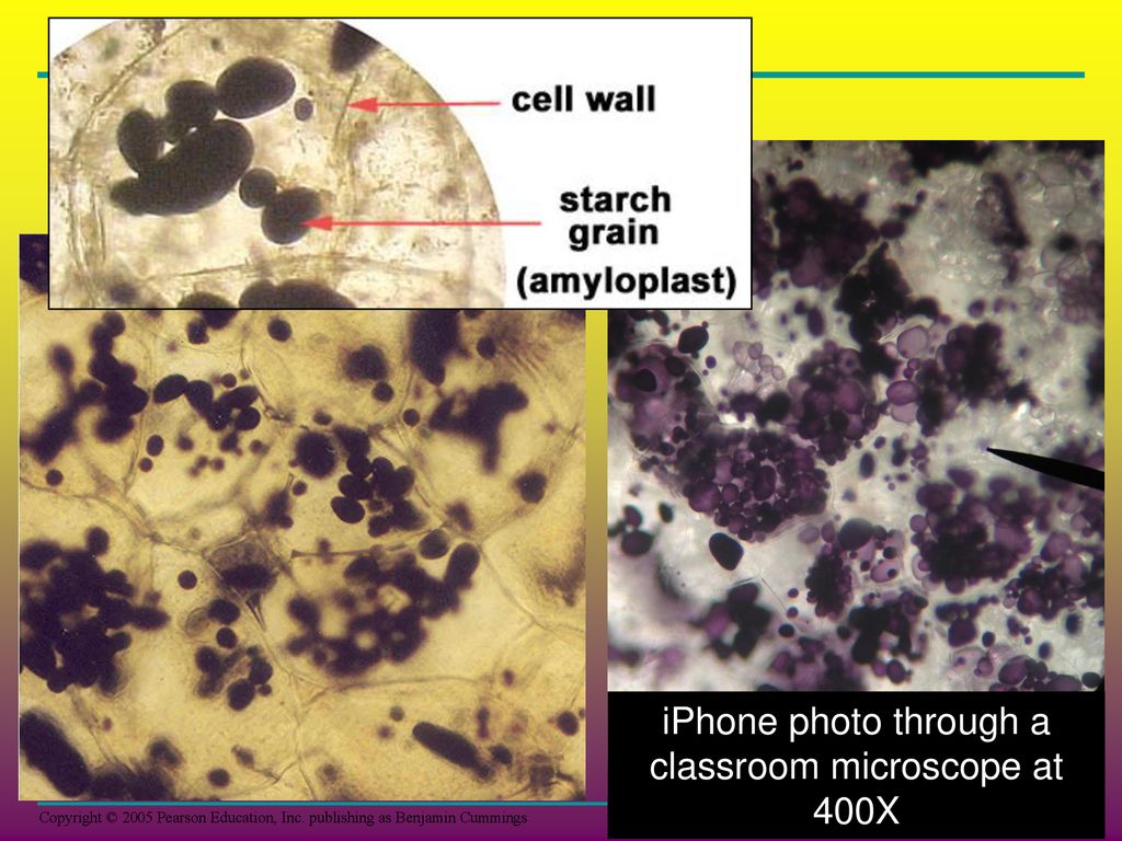 Potato Cell Labeled