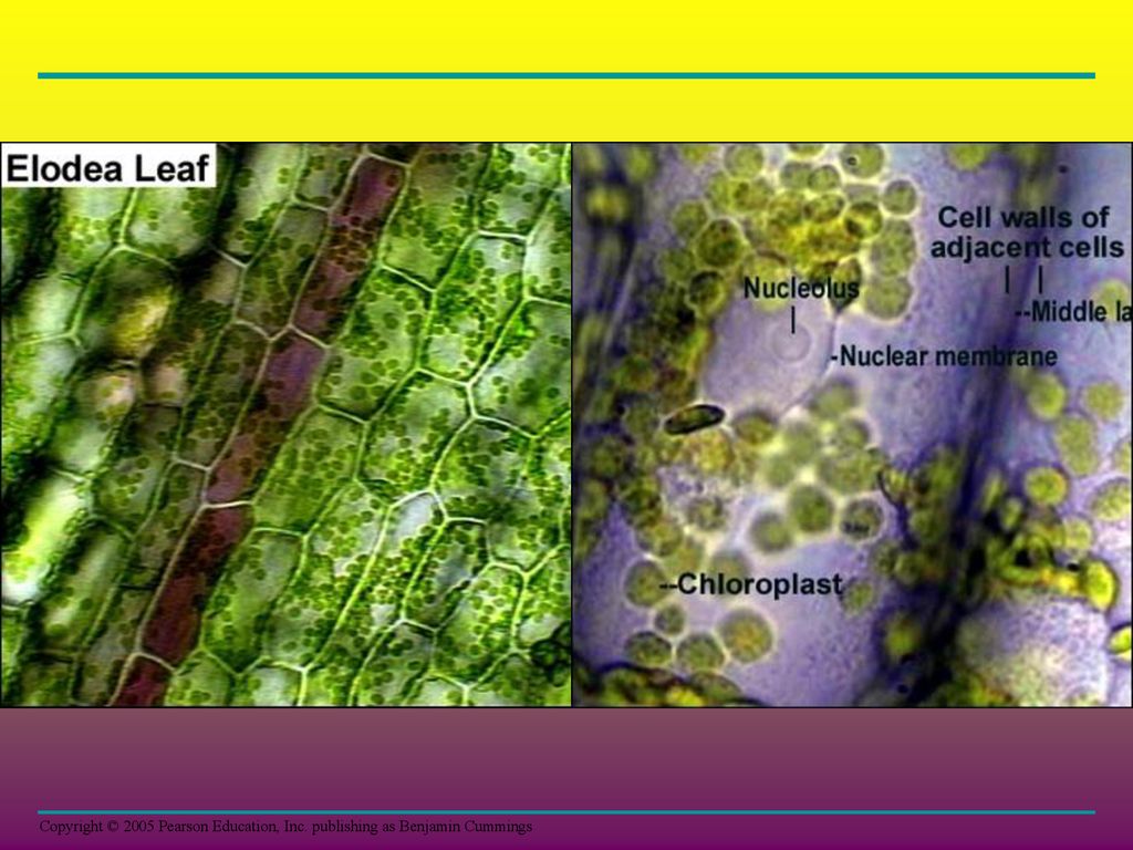 elodea cells under a microscope