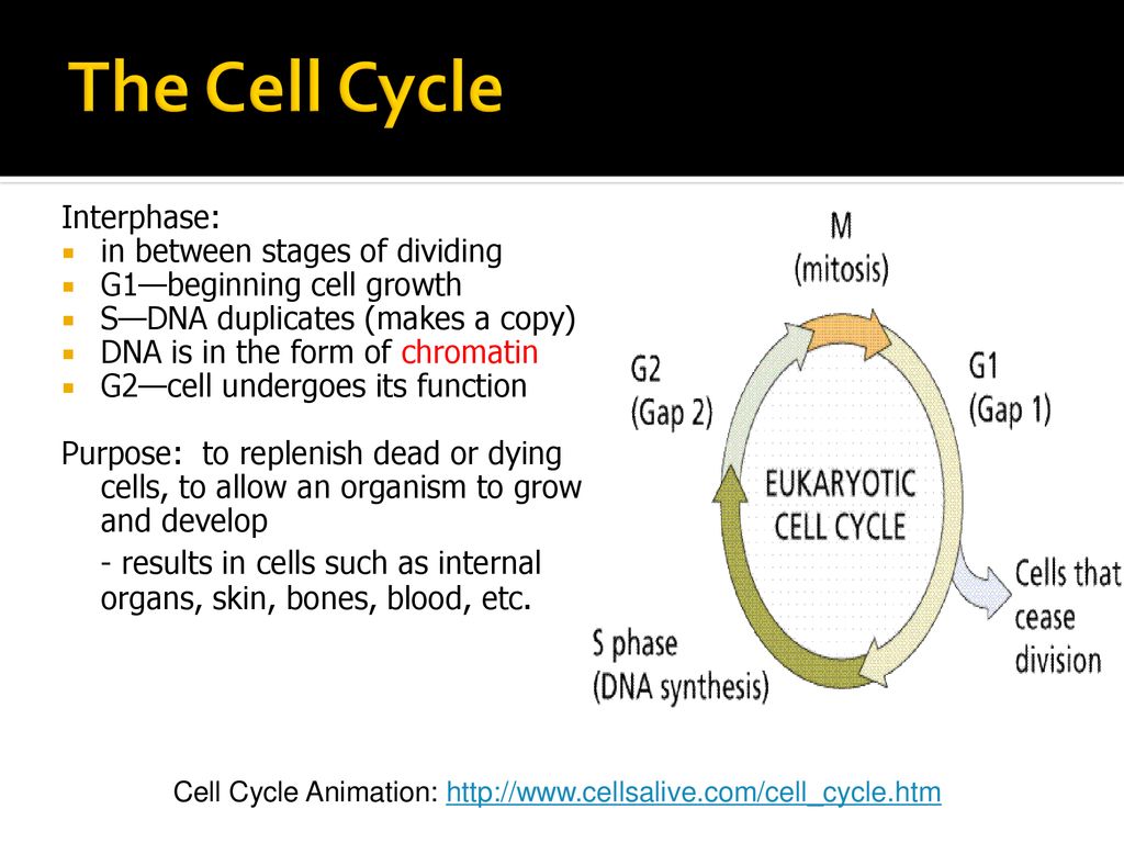 Cell Cycle & Mitosis Review Biology Diagrams