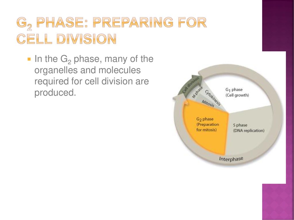 The Cell Growth and Division Biology Diagrams