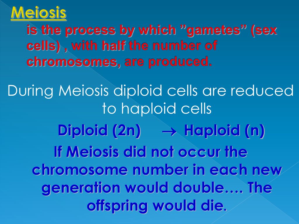 Meiosis vs. Mitosis. Biology Diagrams
