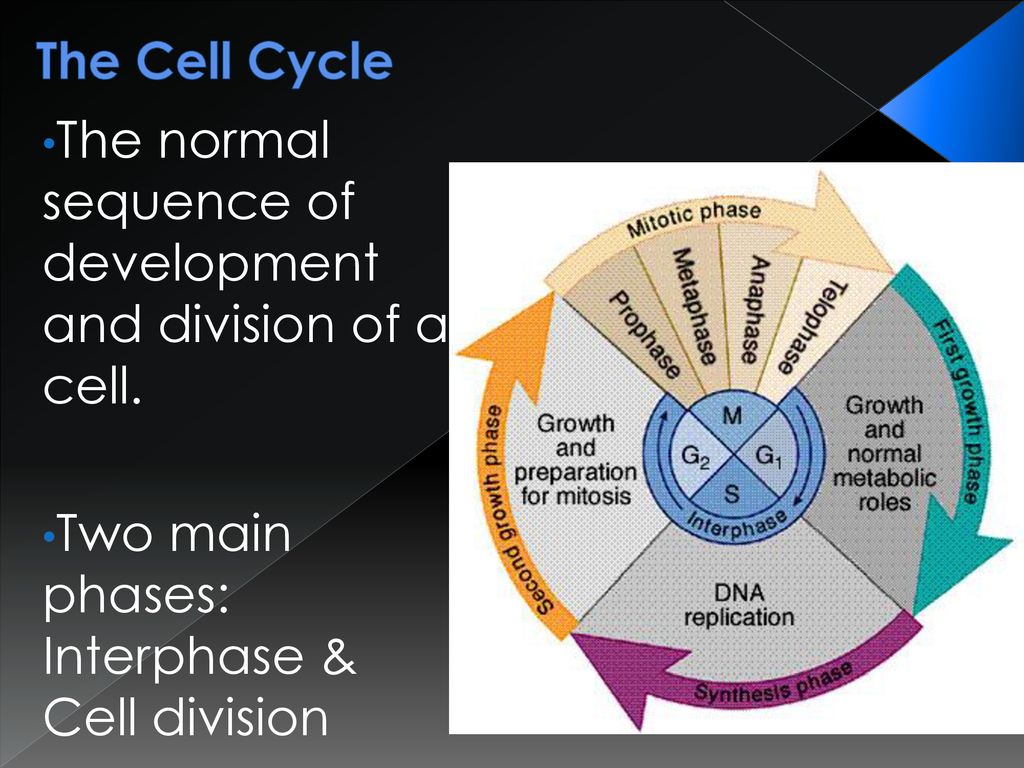 The fingerprint that s inside your body ppt download