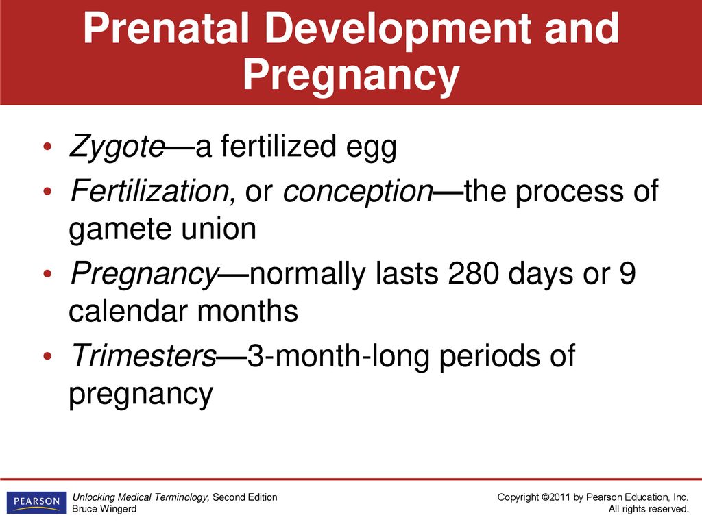 Obstetrics and Human Development - ppt download