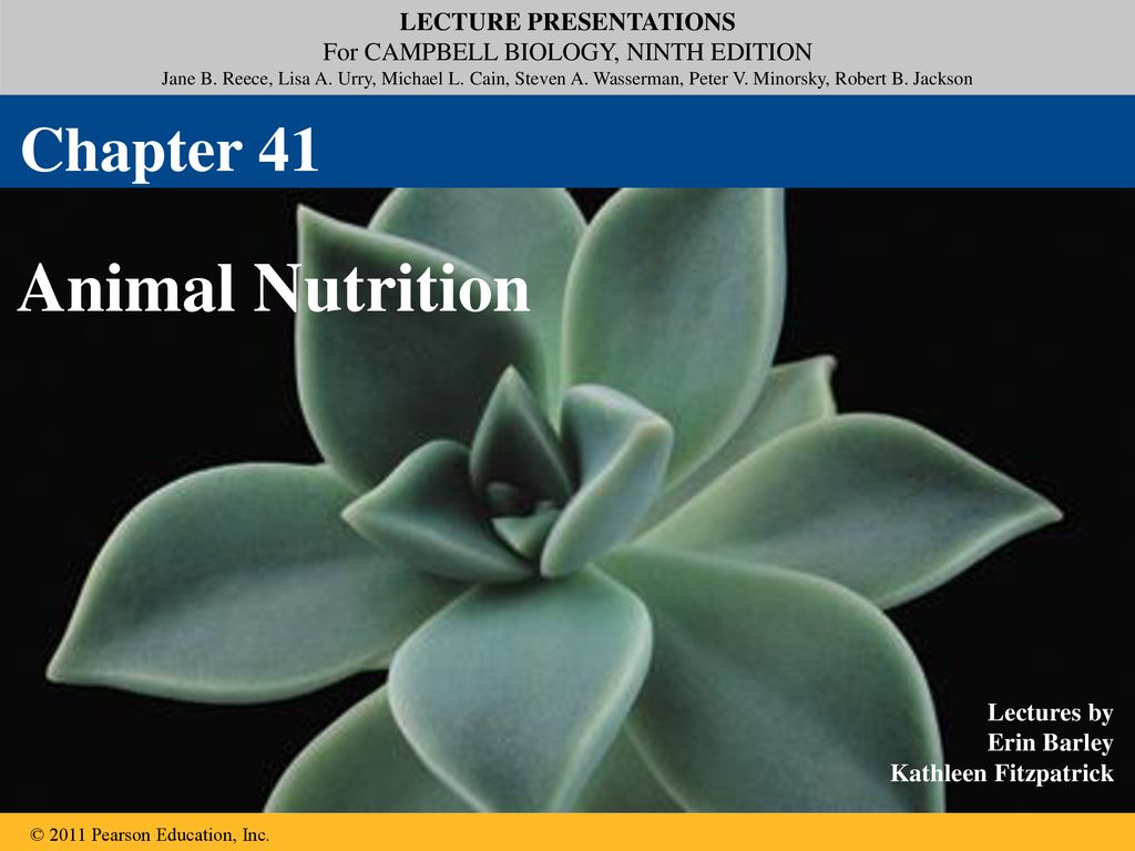 Chapter 41 Animal Nutrition. - ppt download