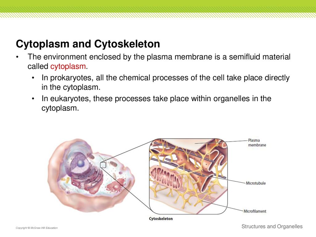 Section 3: Structures and Organelles - ppt download