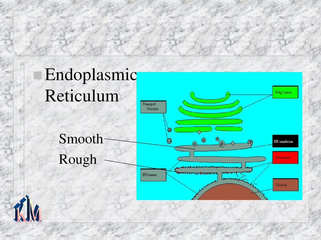 Eukaryotic Cell Structure - Ppt Download