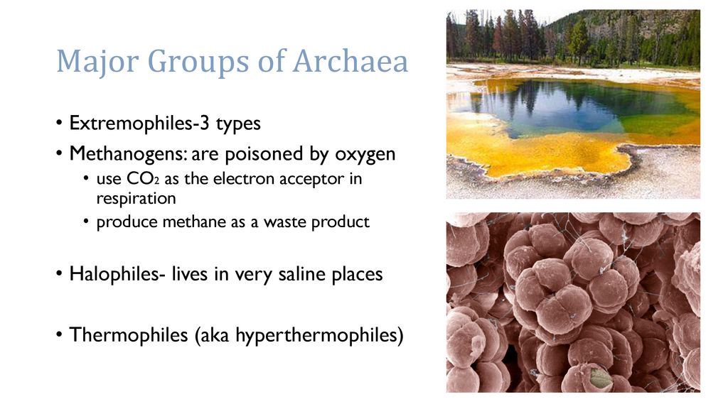 Major Groups of Archaea