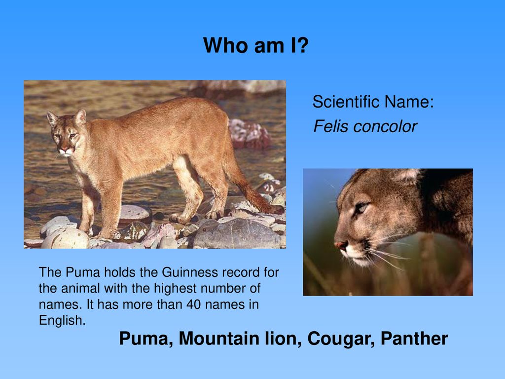 40 names for cougar