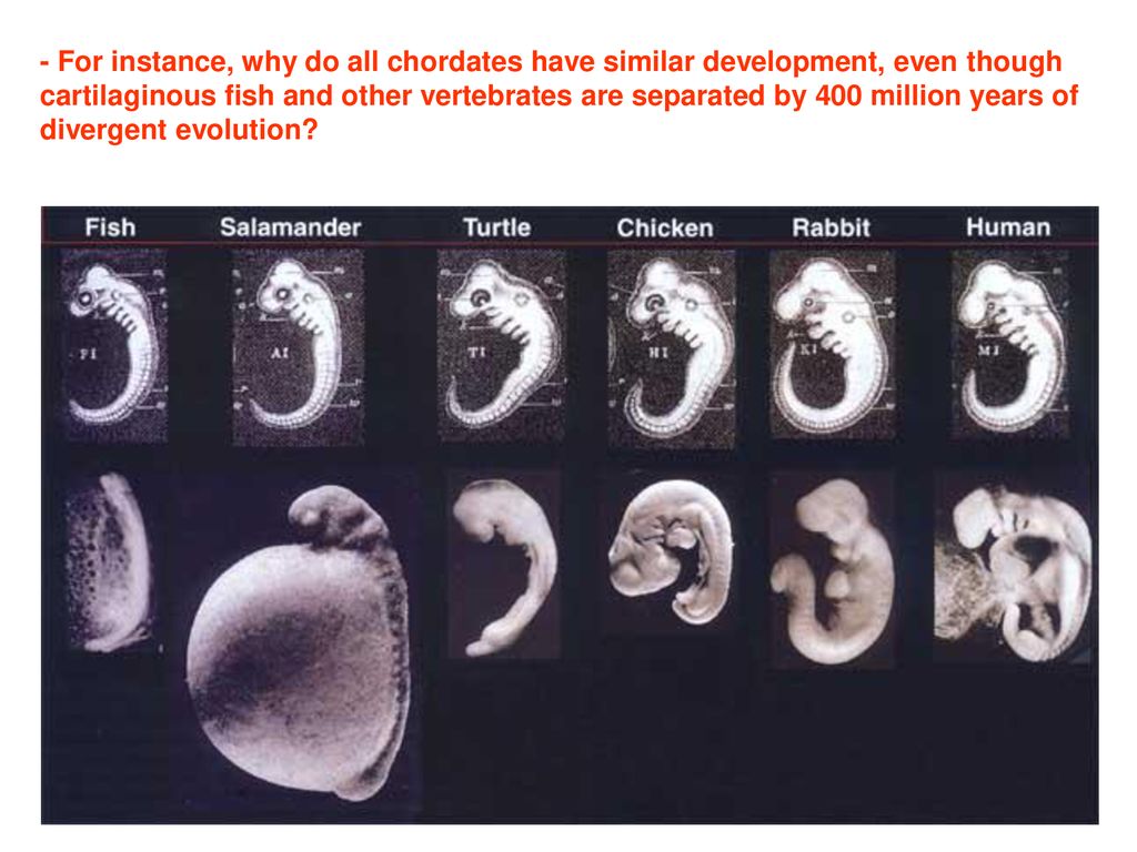 Онтогенез картинка. Сходство стадий эмбрионального развития. Стадии человеческого эмбриона. Этапы развития эмбриона. Развитие эмбриона по неделям.