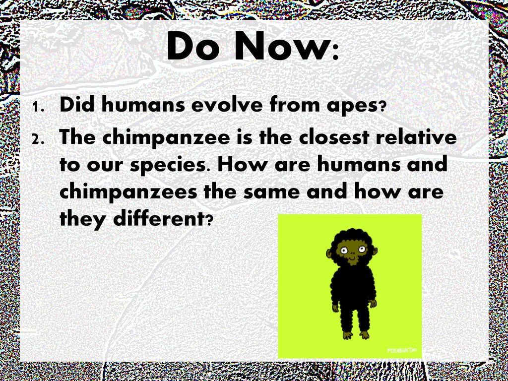 Do Now: Did humans evolve from apes? - ppt download