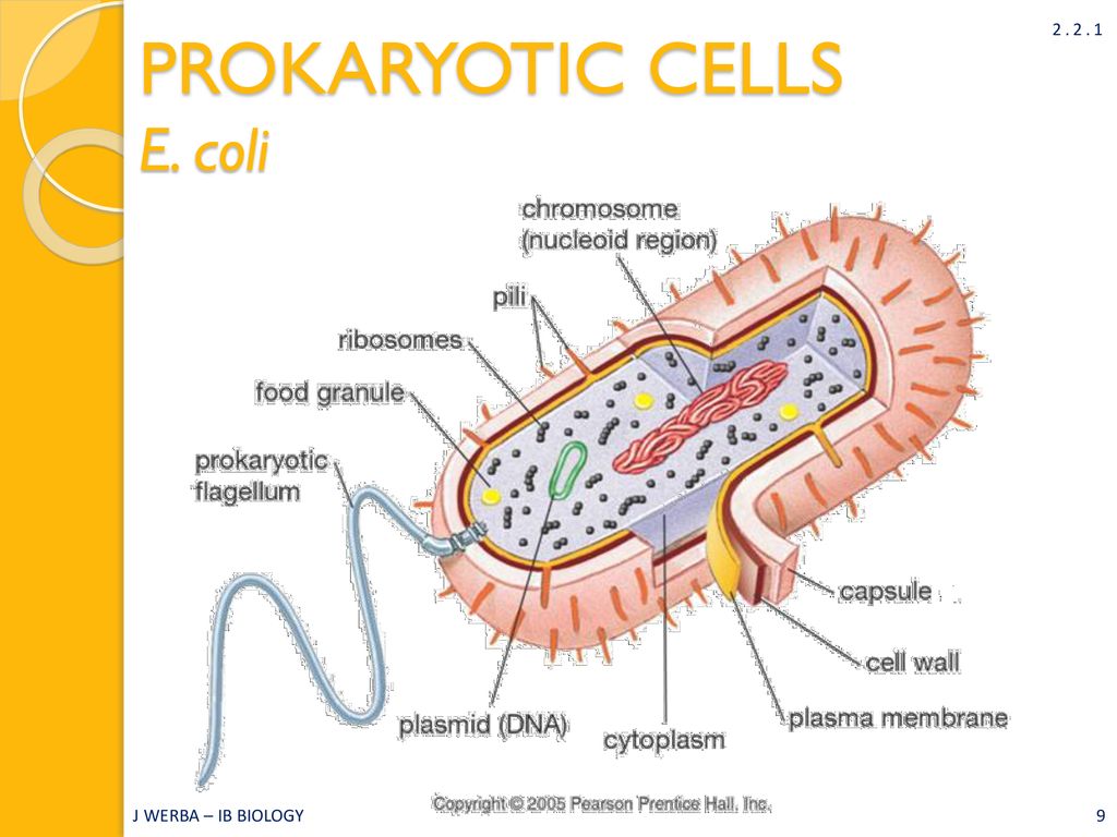 Prokaryotic Cells Topic 2 2 Ib Biology Miss Werba Ppt Download