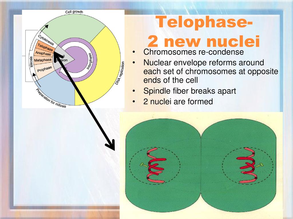 Quiz on Mitosis Web Activity Check Planaria Mitosis Notes Biology Diagrams