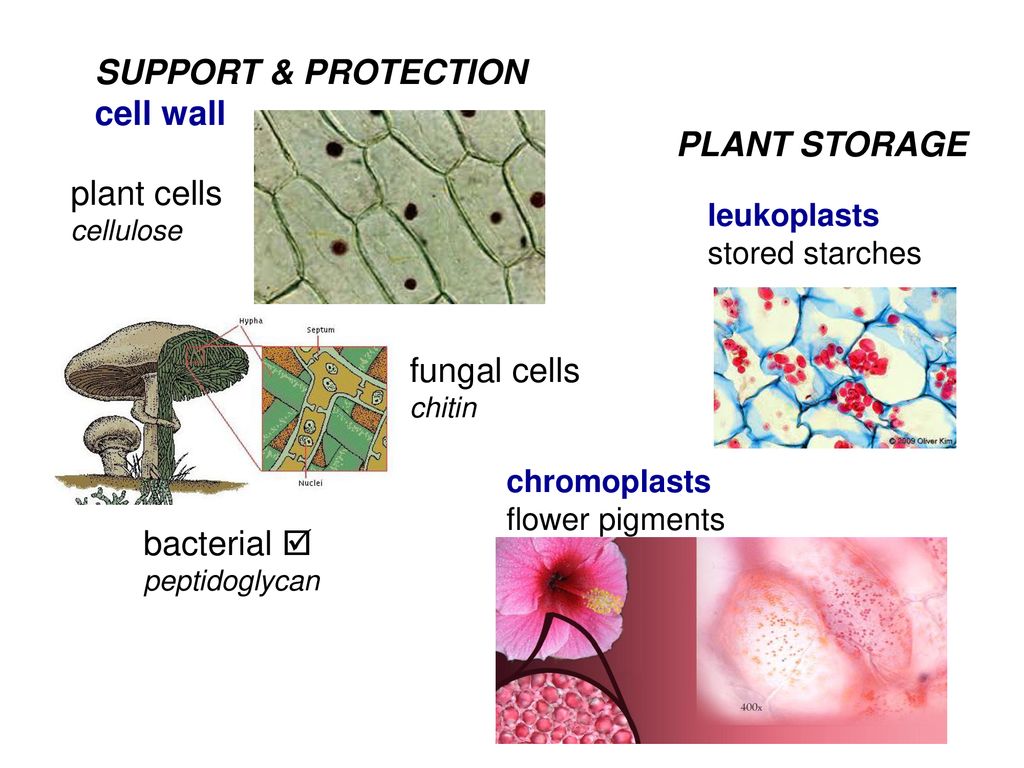 CELL STRUCTURES AND FUNCTIONS - ppt download