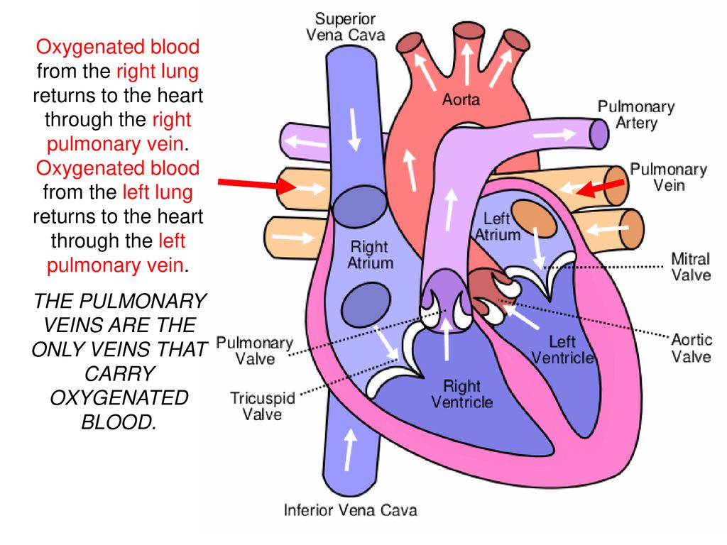 Насколько сердце. Клапаны сердца человека анатомия. Строение клапанов сердца человека. Строение и расположение клапанов сердца. Клапаны сердца человека схема.