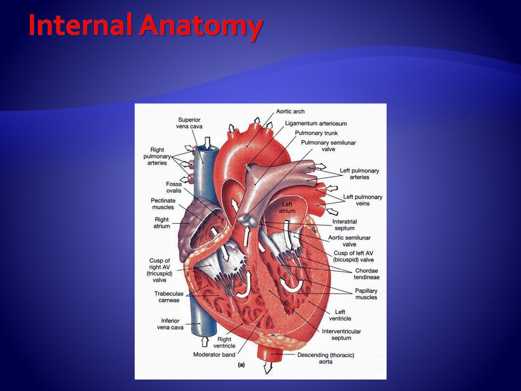 Basic anatomy of the heart Biology Diagrams