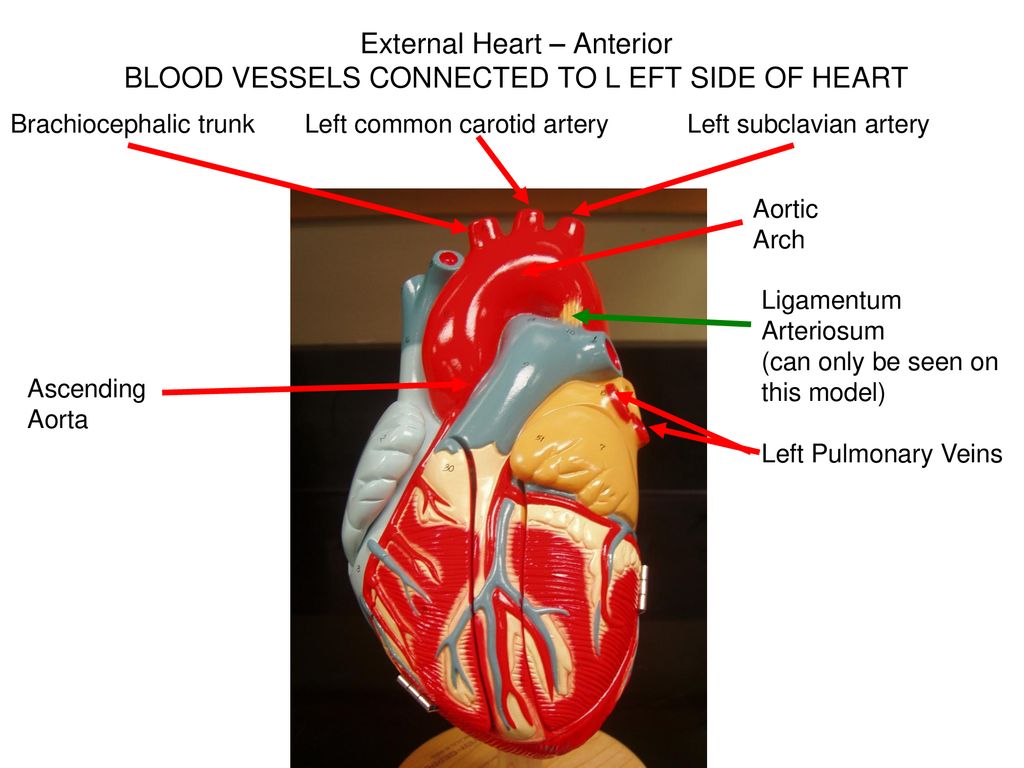 Heart Models Ppt Download